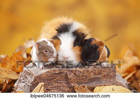 CH-Teddy guinea pigs, female and two young animals, tortie-white, Swiss teddy guinea pigs, Swiss teddy guinea pigs, sitting on stone, autumnal View Large Photo Image Stock Photograph - CH-Teddy guinea pigs, female and two young animals, tortie-white, Swiss teddy guinea pigs, Swiss teddy guinea pigs, sitting on stone, autumnal. Fotosearch