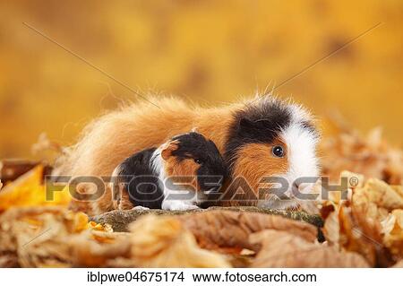 CH-Teddy guinea pigs, female and young animal, tortie-white, Swiss teddy guinea pigs, Swiss teddy guinea pigs, sitting in autumn leaves View Large Photo Image Picture - CH-Teddy guinea pigs, female and young animal, tortie-white, Swiss teddy guinea pigs, Swiss teddy guinea pigs, sitting in autumn leaves. Fotosearch