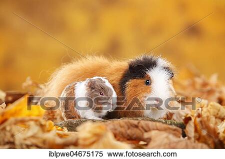CH-Teddy guinea pigs, female and young animal, tortie-white, Swiss teddy guinea pigs, Swiss teddy guinea pigs, sitting in autumn leaves View Large Photo Image Stock Photography - CH-Teddy guinea pigs, female and young animal, tortie-white, Swiss teddy guinea pigs, Swiss teddy guinea pigs, sitting in autumn leaves. Fotosearch