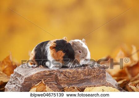 Stock Photo - CH-Teddy guinea pigs, young animals, tortie-white and slateblue-gold-white, Swiss teddy guinea pigs, Swiss teddy guinea pigs, sitting on stone, autumnal. Fotosearch