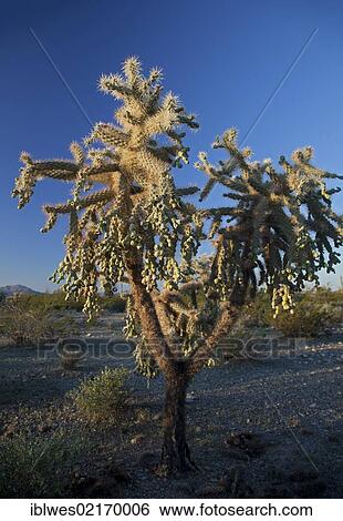 Stock Photograph - Chain-fruit cholla cactus, also called Hanging chain cholla, Jumping cholla (Cylindropuntia fulgida) in Organ Pipe Cactus National Monument, Ajo, Arizona, USA, North America. Fotosearch