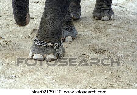 Stock Image - Chained feet of a captive elephant, detail, Chiang Mai, Thailand, Asia. Fotosearch