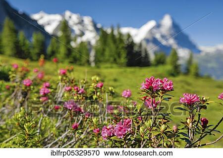 Chalberboden, view of Eiger and Moench, Bern, Bernese Oberland, Switzerland, Europe View Large Photo Image Stock Image - Chalberboden, view of Eiger and Moench, Bern, Bernese Oberland, Switzerland, Europe. Fotosearch