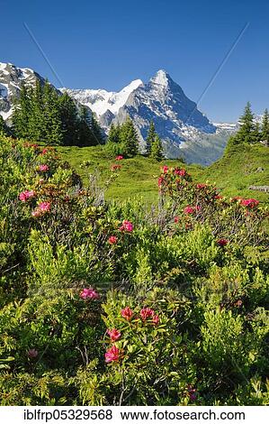Chalberboden, view of Eiger and Moench, Bern, Bernese Oberland, Switzerland, Europe View Large Photo Image Stock Photo - Chalberboden, view of Eiger and Moench, Bern, Bernese Oberland, Switzerland, Europe. Fotosearch
