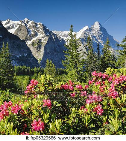 Stock Photograph - Chalberboden, view of Eiger and Moench, Bern, Bernese Oberland, Switzerland, Europe. Fotosearch