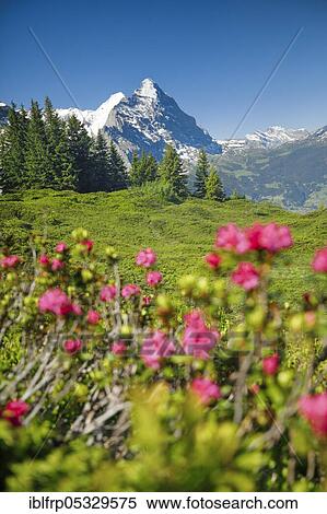 Stock Photography - Chalberboden, view of Eiger, Bern, Bernese Oberland, Switzerland, Europe. Fotosearch