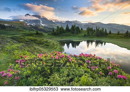 Stock Image - Chalberboden, view of Schwarzhorn, Bern, Bernese Oberland, Switzerland, LOCKED FOR CALENDAR 2020, Europe. Fotosearch