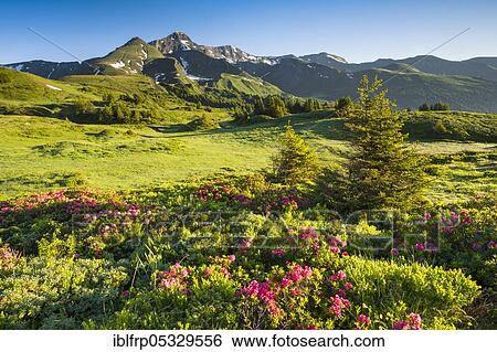Chalberboden, view of Schwarzhorn, Bern, Bernese Oberland, Switzerland, Europe View Large Photo Image Stock Photograph - Chalberboden, view of Schwarzhorn, Bern, Bernese Oberland, Switzerland, Europe. Fotosearch
