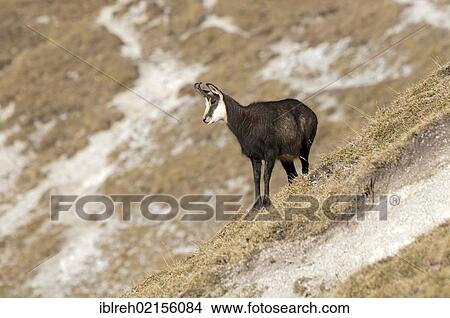 Picture - Chamois (Rupicapra rupicapra), Mt Kelberg, Karwendel range, Tyrol, Austria, Europe. Fotosearch