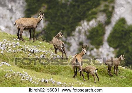 Chamois (Rupicapra rupicapra), Mt Mondscheinspitze, Karwendel range, Tyrol, Austria, Europe View Large Photo Image Stock Image - Chamois (Rupicapra rupicapra), Mt Mondscheinspitze, Karwendel range, Tyrol, Austria, Europe. Fotosearch