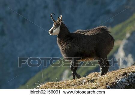 Stock Image - Chamois (Rupicapra rupicapra), Mt Kelberg, Karwendel range, Tyrol, Austria, Europe. Fotosearch