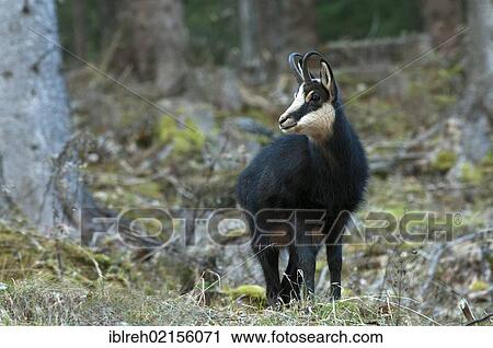Chamois (Rupicapra rupicapra), Stallental valley, Karwendel range, Tyrol, Austria, Europe View Large Photo Image Stock Image - Chamois (Rupicapra rupicapra), Stallental valley, Karwendel range, Tyrol, Austria, Europe. Fotosearch