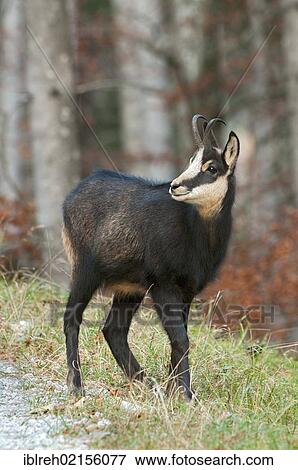 Stock Photo - Chamois (Rupicapra rupicapra), Stallental valley, Karwendel range, Tyrol, Austria, Europe. Fotosearch