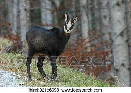 Stock Photo - Chamois (Rupicapra rupicapra), Stallental valley, Karwendel range, Tyrol, Austria, Europe. Fotosearch