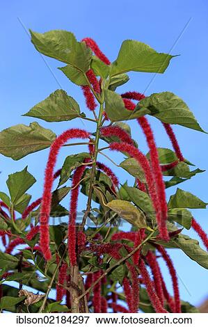 Chenille Plant or Red-hot Cattail (Acalypha hispida), shrub, flowering, Nosy Be, Madagascar, Africa View Large Photo Image Stock Photo - Chenille Plant or Red-hot Cattail (Acalypha hispida), shrub, flowering, Nosy Be, Madagascar, Africa. Fotosearch