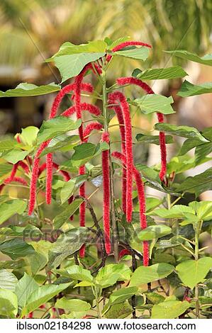 Chenille Plant or Red-hot Cattail (Acalypha hispida), shrub, flowering, Nosy Be, Madagascar, Africa View Large Photo Image Stock Photo - Chenille Plant or Red-hot Cattail (Acalypha hispida), shrub, flowering, Nosy Be, Madagascar, Africa. Fotosearch