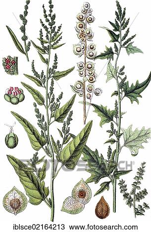 Stock Image - Chenopodium dubium nitens on the left, Chenopodium hortense on the right, medicinal plants, crop plants, chromolithography, about 1870. Fotosearch