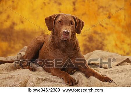 Chesapeake Bay Retriever, female, lying View Large Photo Image Stock Photo - Chesapeake Bay Retriever, female, lying. Fotosearch