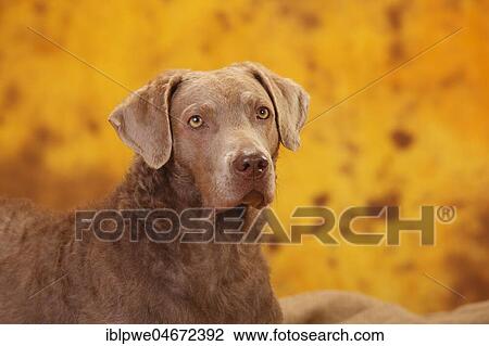 Chesapeake Bay Retriever, female, animal portrait View Large Photo Image Stock Image - Chesapeake Bay Retriever, female, animal portrait. Fotosearch