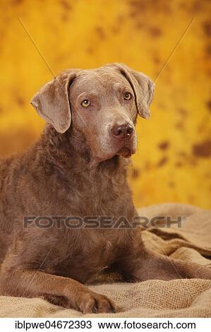Stock Image - Chesapeake Bay Retriever, female, lying, animal portrait. Fotosearch