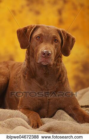 Stock Photo - Chesapeake Bay Retriever, female, lying, animal portrait. Fotosearch