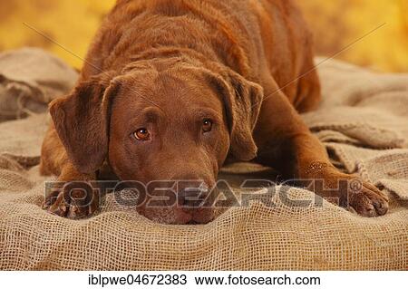 Chesapeake Bay Retriever, male, 6 years, lying on sacking, animal portrait View Large Photo Image Stock Image - Chesapeake Bay Retriever, male, 6 years, lying on sacking, animal portrait. Fotosearch