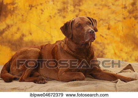 Chesapeake Bay Retriever, male, 6 years, lying View Large Photo Image Stock Photo - Chesapeake Bay Retriever, male, 6 years, lying. Fotosearch