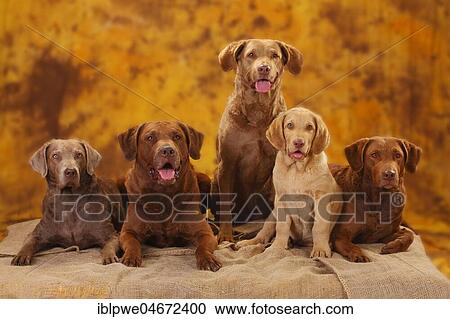 Chesapeake Bay Retriever, male, bitches and puppy, 10 weeks View Large Photo Image Stock Image - Chesapeake Bay Retriever, male, bitches and puppy, 10 weeks. Fotosearch