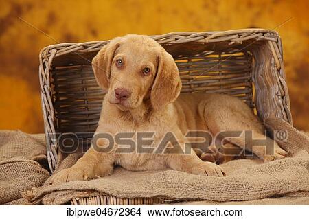 Chesapeake Bay Retriever, puppy, 10 weeks View Large Photo Image Picture - Chesapeake Bay Retriever, puppy, 10 weeks. Fotosearch