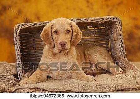 Chesapeake Bay Retriever, puppy, 10 weeks View Large Photo Image Stock Photography - Chesapeake Bay Retriever, puppy, 10 weeks. Fotosearch