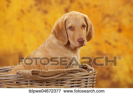 Chesapeake Bay Retriever, puppy sitting in basket, 10 weeks, animal portrait View Large Photo Image Stock Photo - Chesapeake Bay Retriever, puppy sitting in basket, 10 weeks, animal portrait. Fotosearch