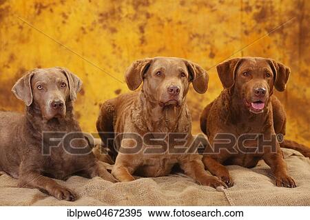 Chesapeake Bay Retriever, three bitches lying next to each other View Large Photo Image Stock Photography - Chesapeake Bay Retriever, three bitches lying next to each other. Fotosearch