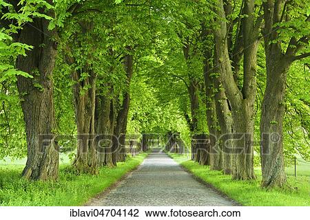 Chestnut avenue in spring, fresh green, old cobblestone pavement, near Binz, Island of Rügen, Mecklenburg-Western Pomerania, Germany, Europe View Large Photo Image Stock Image - Chestnut avenue in spring, fresh green, old cobblestone pavement, near Binz, Island of Rügen, Mecklenburg-Western Pomerania, Germany, Europe. Fotosearch