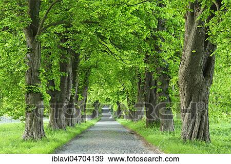 Chestnut avenue in spring, fresh green, old cobblestone pavement, near Binz, Island of Rügen, Mecklenburg-Western Pomerania, Germany, Europe View Large Photo Image Stock Photo - Chestnut avenue in spring, fresh green, old cobblestone pavement, near Binz, Island of Rügen, Mecklenburg-Western Pomerania, Germany, Europe. Fotosearch