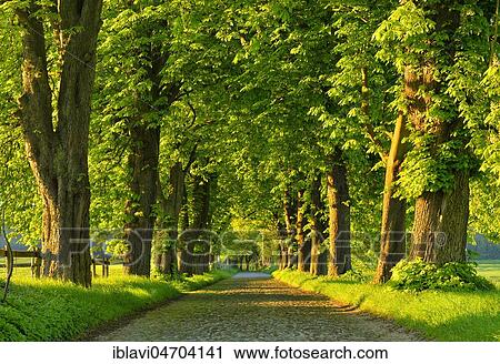 Chestnut avenue in the evening light, old cobblestone pavement, near Binz, Rügen Island, Mecklenburg-Western Pomerania, Germany, Europe View Large Photo Image Stock Image - Chestnut avenue in the evening light, old cobblestone pavement, near Binz, Rügen Island, Mecklenburg-Western Pomerania, Germany, Europe. Fotosearch