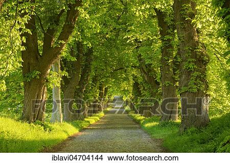 Picture - Chestnut avenue in the morning light, old cobblestone pavement, near Binz, Rügen Island, Mecklenburg-Western Pomerania, Germany, Europe. Fotosearch