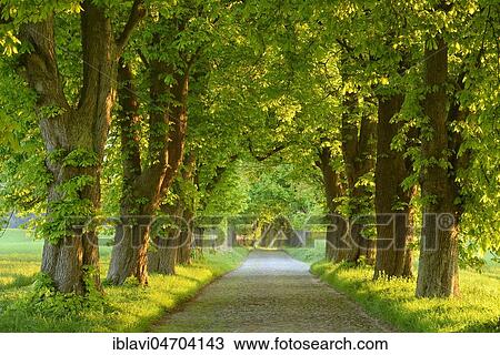 Stock Image - Chestnut avenue in the morning light, old cobblestone pavement, near Binz, Rügen Island, Mecklenburg-Western Pomerania, Germany, Europe. Fotosearch