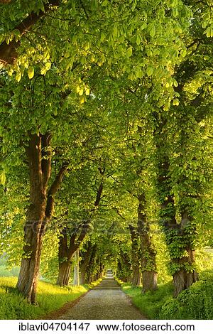 Stock Photo - Chestnut avenue in the morning light, old cobblestone pavement, near Binz, Rügen Island, Mecklenburg-Western Pomerania, Germany, Europe. Fotosearch