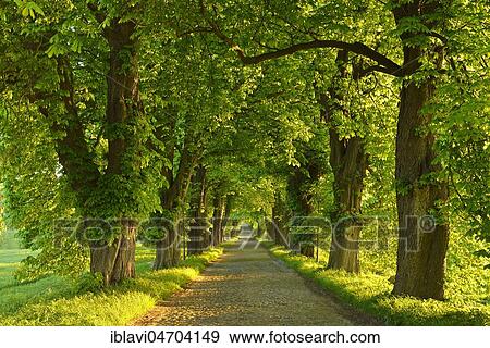 Stock Photo - Chestnut avenue in the morning light, old cobblestone pavement, near Binz, Rügen Island, Mecklenburg-Western Pomerania, Germany, Europe. Fotosearch
