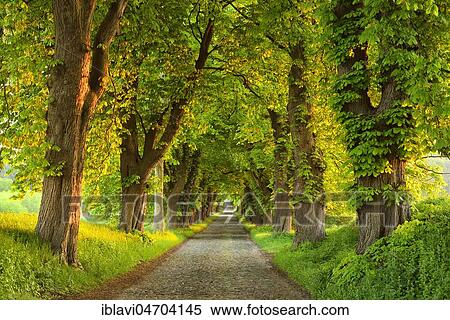 Chestnut avenue in the morning light, old cobblestone pavement, near Binz, Rügen Island, Mecklenburg-Western Pomerania, Germany, Europe View Large Photo Image Stock Photography - Chestnut avenue in the morning light, old cobblestone pavement, near Binz, Rügen Island, Mecklenburg-Western Pomerania, Germany, Europe. Fotosearch