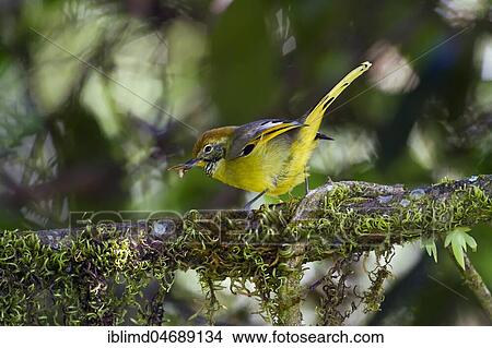 Chestnut-tailed Minla (Minla strigula), with insect in beak, Doi Inthanon, on mossy branch, Chiang Mai Province, Thailand, Asia View Large Photo Image Picture - Chestnut-tailed Minla (Minla strigula), with insect in beak, Doi Inthanon, on mossy branch, Chiang Mai Province, Thailand, Asia. Fotosearch