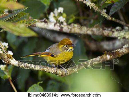 Chestnut-tailed Minla (Minla strigula) sits on branch in tree, Doi Inthanon, Chiang Mai Province, Thailand, Asia View Large Photo Image Stock Photography - Chestnut-tailed Minla (Minla strigula) sits on branch in tree, Doi Inthanon, Chiang Mai Province, Thailand, Asia. Fotosearch