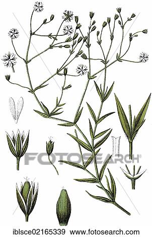 Chickweed (Minuartia gramineae), medicinal plant, useful plant, chromolithograph, circa 1790 View Large Photo Image Stock Photo - Chickweed (Minuartia gramineae), medicinal plant, useful plant, chromolithograph, circa 1790. Fotosearch