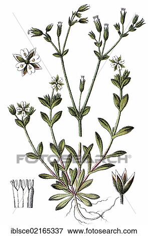 Chickweed (Minuartia tetrandra), medicinal plant, useful plant, chromolithograph, circa 1790 View Large Photo Image Stock Photo - Chickweed (Minuartia tetrandra), medicinal plant, useful plant, chromolithograph, circa 1790. Fotosearch