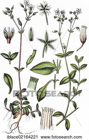 Stock Image - Chickweeds, Alsine trivialis on the left, Alsine sylvatica on the right, medicinal plants, crop plants, chromolithography, about 1870. Fotosearch