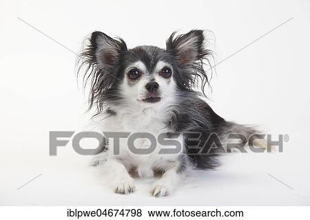 Chihuahua, long haired, black with white, 10 year old dog, lying, white background View Large Photo Image Stock Photo - Chihuahua, long haired, black with white, 10 year old dog, lying, white background. Fotosearch