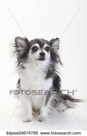 Chihuahua, long-haired, black with white, 10 year old dog, sitting, white background View Large Photo Image Stock Photo - Chihuahua, long-haired, black with white, 10 year old dog, sitting, white background. Fotosearch