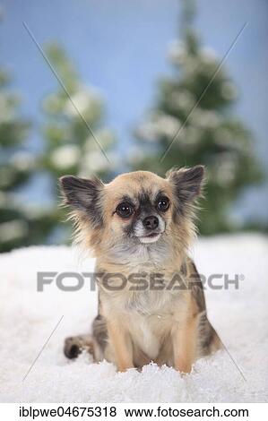 Chihuahua, long-haired, female, sits in artificial snow, winterly View Large Photo Image Stock Photo - Chihuahua, long-haired, female, sits in artificial snow, winterly. Fotosearch