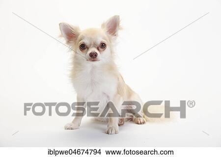 Chihuahua, long-haired, isabell, animal portrait, sitting, white background View Large Photo Image Picture - Chihuahua, long-haired, isabell, animal portrait, sitting, white background. Fotosearch