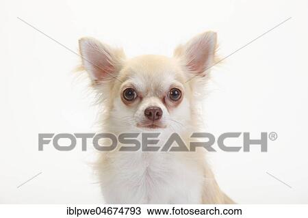 Chihuahua, long-haired, isabell, animal portrait, white background View Large Photo Image Stock Image - Chihuahua, long-haired, isabell, animal portrait, white background. Fotosearch